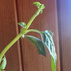 Chrysallis hiding under basil leaf