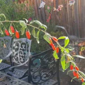 red gogi berries on a branch