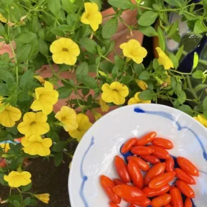 gogi berries in a bowl surrounded by yellow million bells petunia