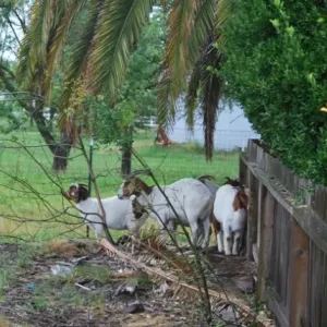 Image of goats grazing on the yard.