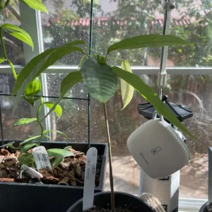 chocolate plant growing in a kitchen window
