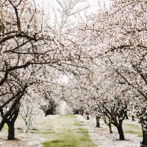 Almond Blossom Orchard