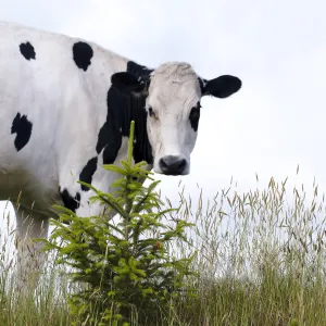 Dairy cow in field
