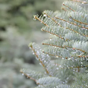 Dew on fir tree needles close up