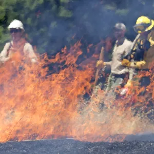 Firefighters performing prescribed burn