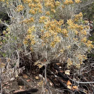 yellow flowers atop grey stems of rubber rabbitbrush