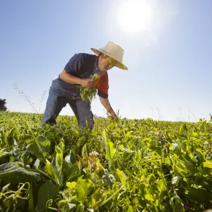 Grower picking specialty crop greens in field