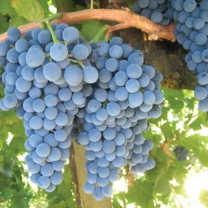 Winegrapes on Vine
