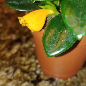 orange flower resembling a goldfish