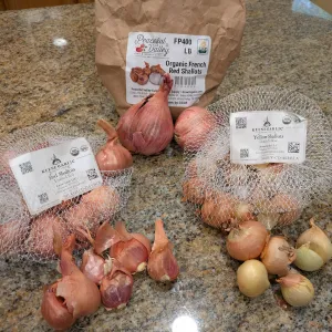 three sets of different shallot bulbs with bags
