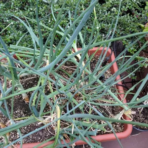 emerged shallot tops