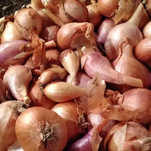 a bunch of harvested shallot bulbs