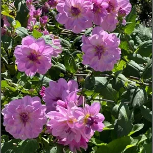 lavendar colored dahlia flowers.