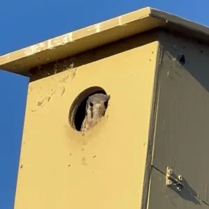 A kestrel nestling sticking its head out of a nest box