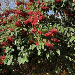 red berries on a shrub