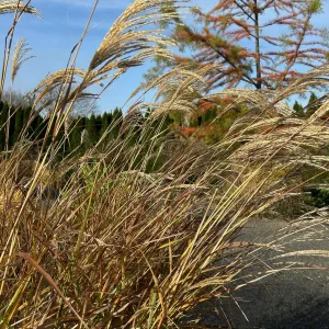 grass tassles blowing in the wind