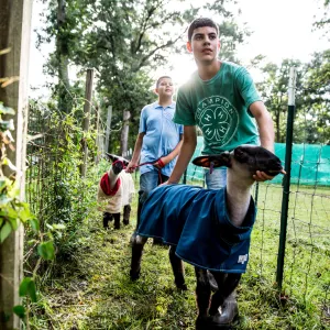 Two children leading their goats next to a fence