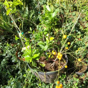 three citrus trees growing in one pot, some fruit showing