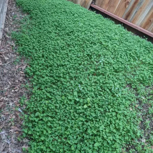 swath of green foliage called crimson clover