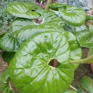 kidney shaped, glossy green leaves