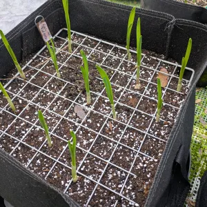shallot sprouting in a large pot