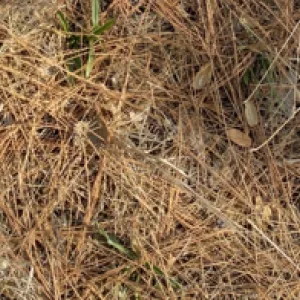 A picture of pine needle litter.