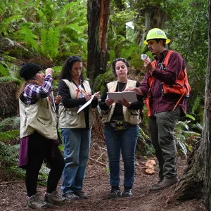 Four people standing in a redwood forest and using forestry tools.