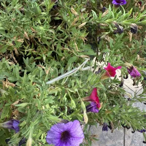 green praying mantid