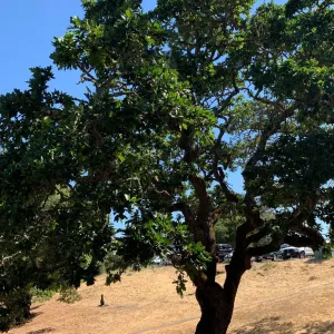 Oak tree with green leaves standing in a yellow savannah.