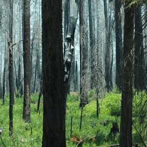 Burned conifer forest with green understory growth.