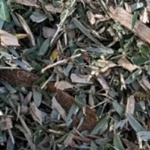 Mulch composed of composted wood chips and leaf debris.