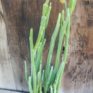 upright green succulent in a pot