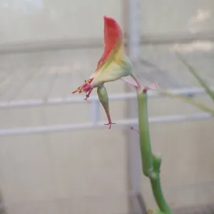 red succulent flower