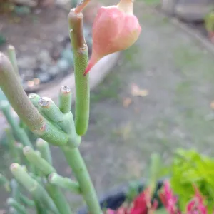 succulent flower that resembles a heart