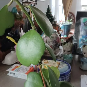 heart shaped leaves of the hoya that grows in a pot on a kitchen counter