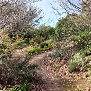 a walking path surrounded by plants