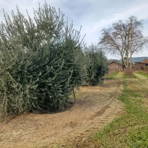 olive trees and a pathway beside it
