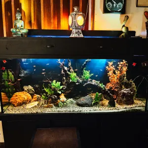 a large fish tank with houseplants sitting on either side
