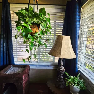 in a blue room hangs a plant illuminated by two windows with white blinds