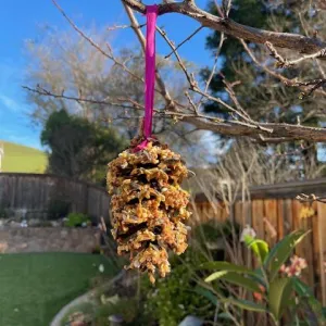 pinecone slathered in peanut butter and seeds for the birds to eat from