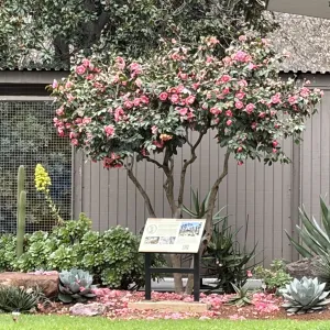 pink camellia shrub in a garden with a sign in front