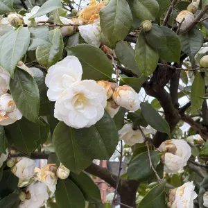 white camellia a closeup picture