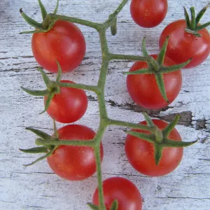 Napa Rose Tomatoes