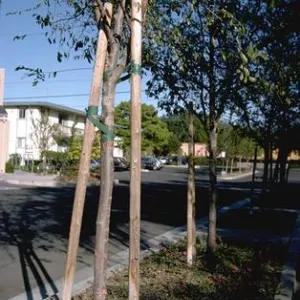 a tree that is improperly staked and tied