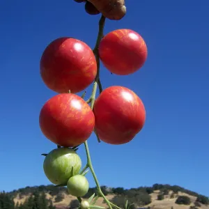 Sweet Carneros Pink Tomatoes