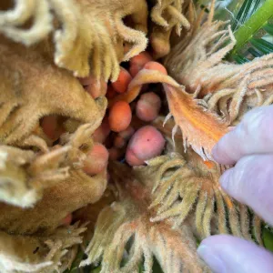 brown layers of plant material covering a Sago Palm seed
