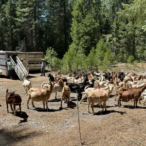 An image of goats in a corral waiting to be loaded into trailers.