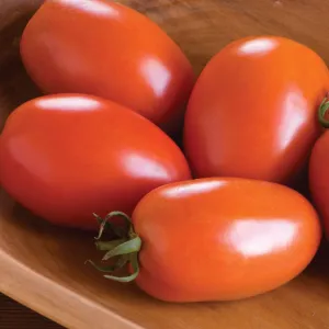 Amish Paste Tomatoes