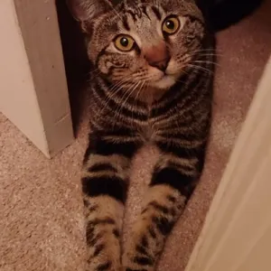 tabby stripped cat with golden eyes