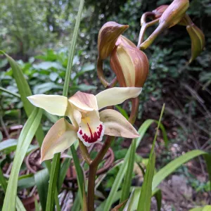 beige cymbidium orchid and orchid buds in background